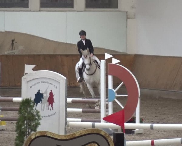 Reitturnier Freudenberg 2019