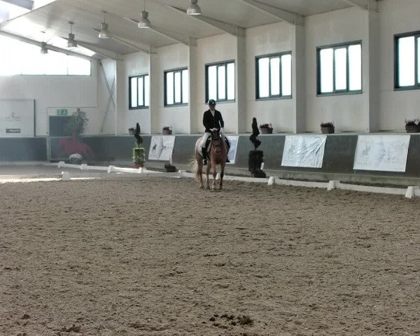 Reitturnier Mönchengladbach-Abtshof 2019
