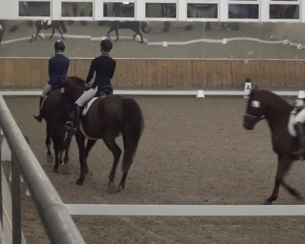 Reitturnier Freudenberg 2019