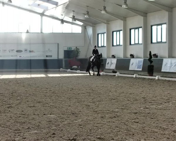 Reitturnier Mönchengladbach-Abtshof 2019