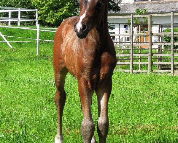 horse RM Niccolo (German Riding Pony, 2016, from Fs Numero Uno)