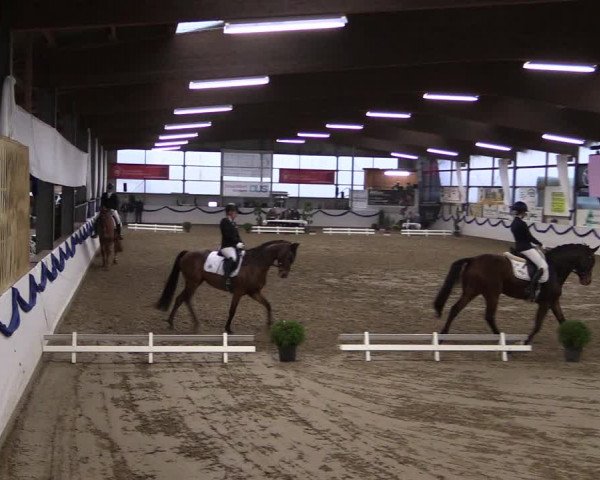 Reitturnier Rhede-Krommert 2019