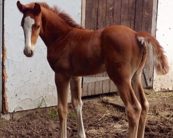 dressage horse Fabiano Se (Westphalian, 2015, from Feriado)
