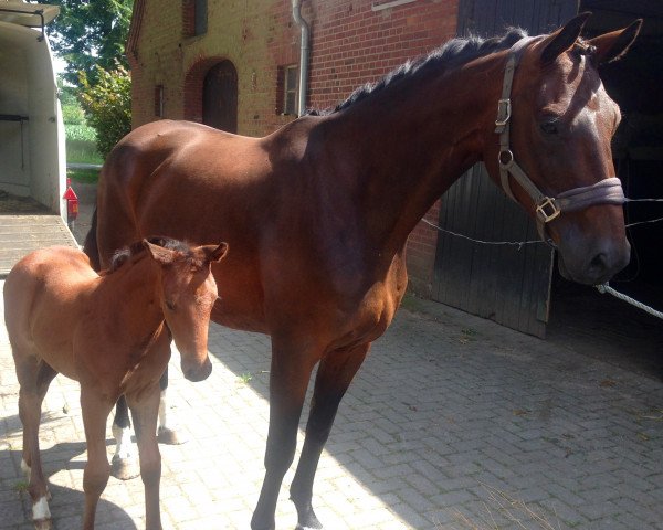 broodmare Ballerina (Westphalian, 2008, from Biasini)