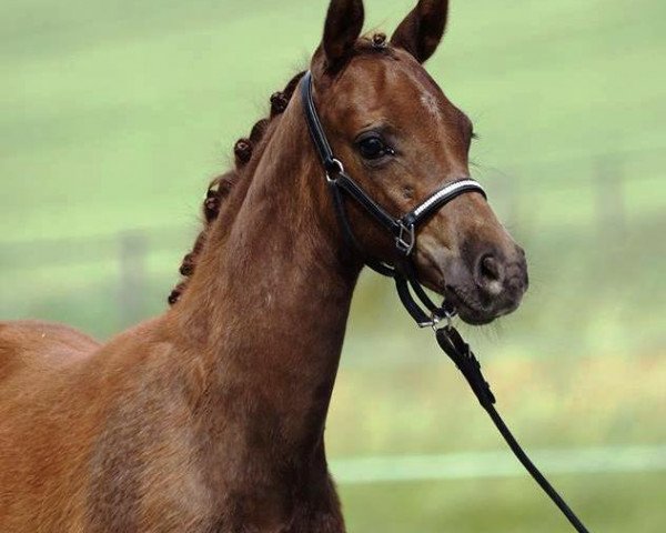 Zuchtstute RM Quarisma (Deutsches Reitpony, 2016, von Queen's Counsel) Zuchtstute RM Quarisma (Deutsches Reitpony, 2016, von Queen's Counsel)