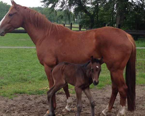 broodmare Conchita (Westphalian, 2009, from Coldplay)