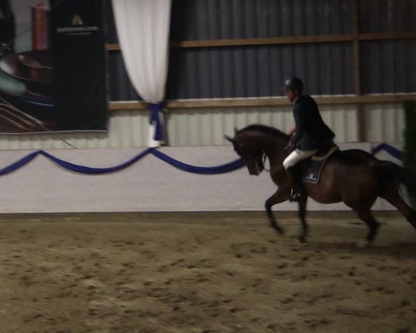 Reitturnier Rhede-Krommert 2019