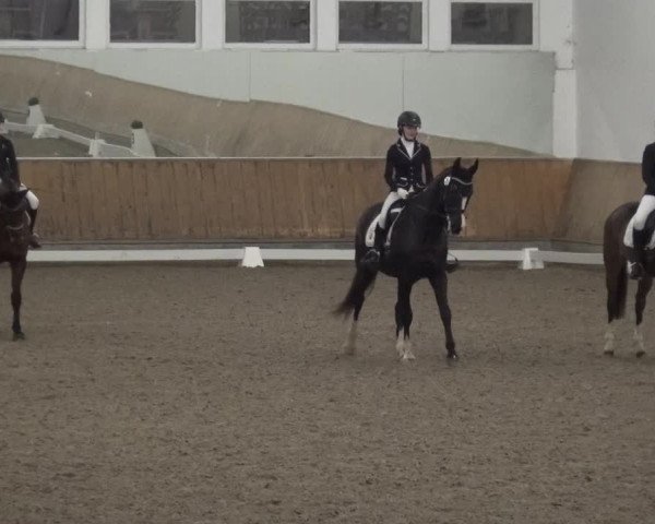 Reitturnier Freudenberg 2019