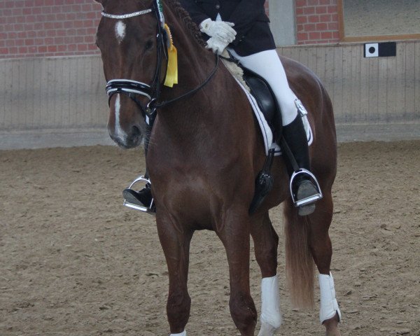 dressage horse Sunlight 45 (Oldenburg, 2012, from Swarovski)
