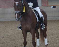 dressage horse Sunlight 45 (Oldenburg, 2012, from Swarovski)