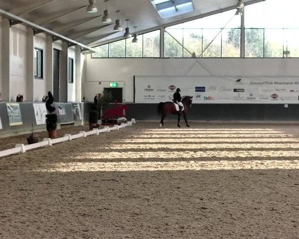 Reitturnier Mönchengladbach-Abtshof 2019