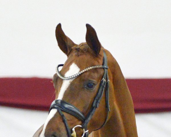 horse Hengst von Diamond Deluxe (Westphalian, 2019, from Diamond Deluxe)