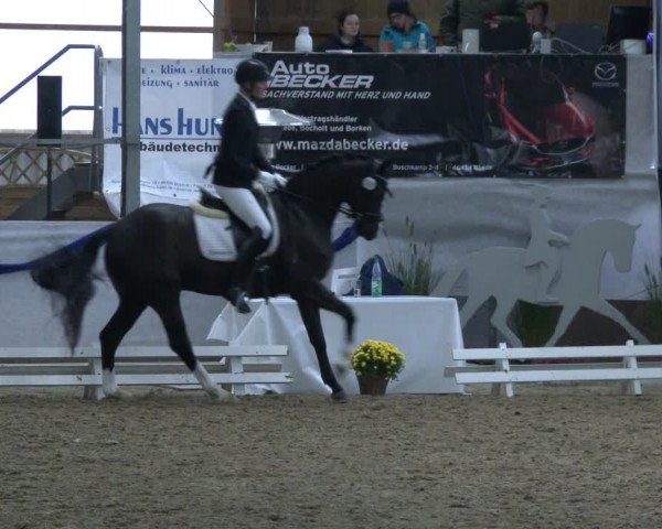 Reitturnier Rhede-Krommert 2019