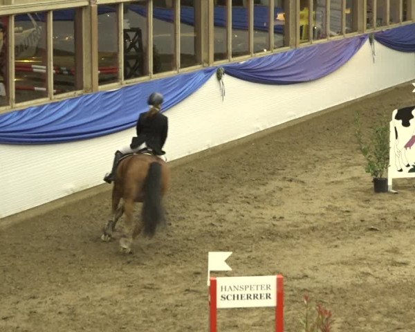 Reitturnier Sulgen 2019