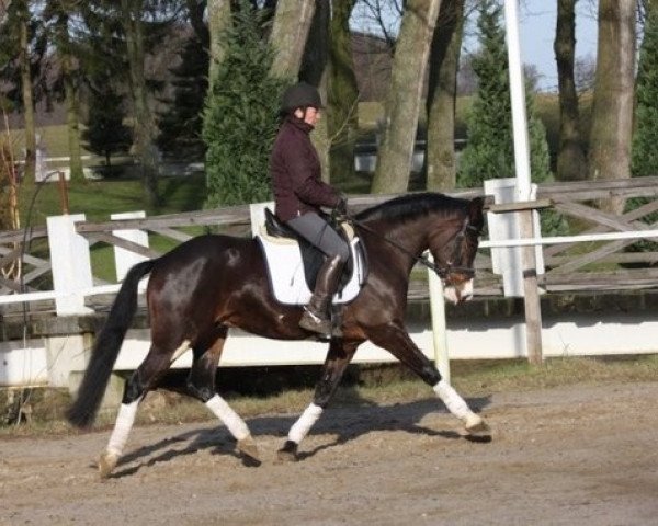 horse Steendieks Colonel Jackson (German Riding Pony, 2010, from FS Chambertin)
