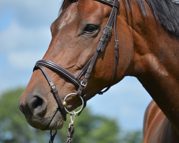 broodmare Cinderella (Trakehner, 2004, from Hoftänzer)