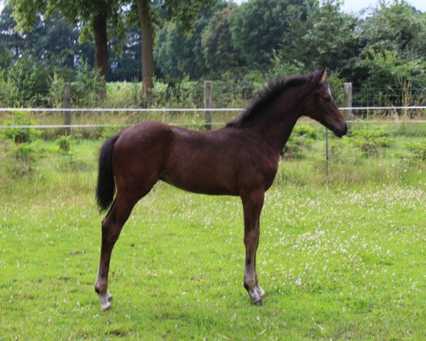 Springpferd Ron Weasley (Westfale, 2016, von Rock Forever NRW) Springpferd Ron Weasley (Westfale, 2016, von Rock Forever NRW)