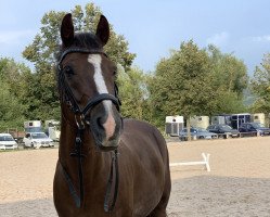 Dressurpferd Mastro's David (Deutsches Reitpony, 2011, von Da Vinci Hs)