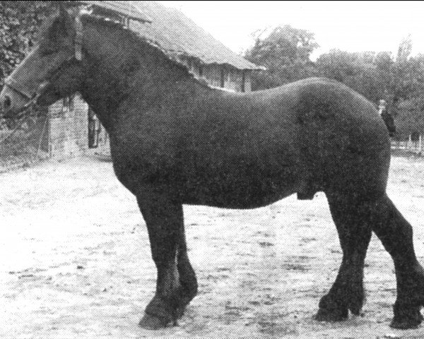 stallion Lünefelder von Derkum (Rhenish-German Cold-Blood, 1950, from Lueneburger RS 2961)