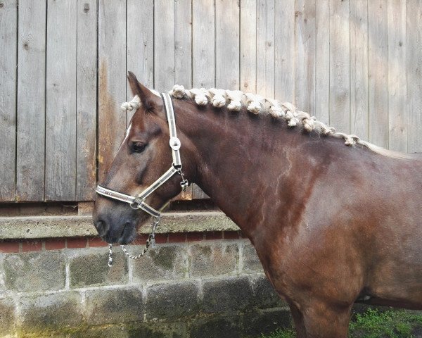 dressage horse Marduk 56 (Black Forest Horse, 2005, from Merlin) dressage horse Marduk 56 (Black Forest Horse, 2005, from Merlin)