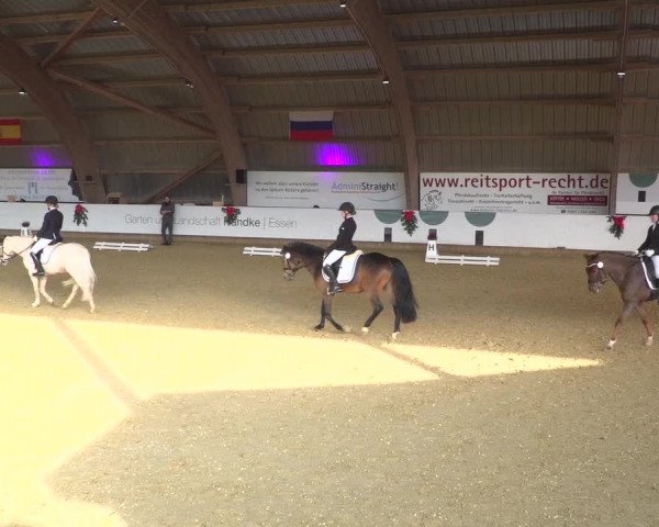 Reitturnier Essen-Stadtwald 2019