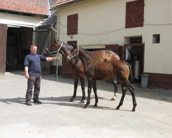 horse Florida (Westphalian, 2016, from Florenciano 6)
