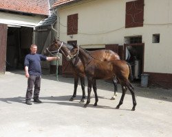 horse Florida (Westphalian, 2016, from Florenciano 6)