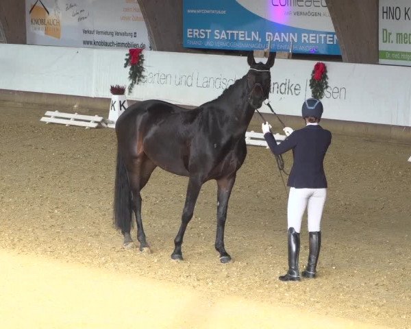 Reitturnier Essen-Stadtwald 2019