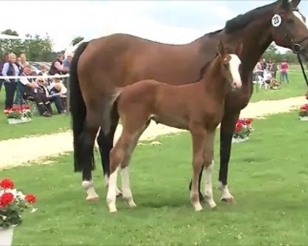 horse Holsteiner Championatsfohlen (Holsteiner, 2016, from Casaltino)