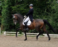 broodmare Sevilla 31 (Westphalian, 2004, from Show Star)