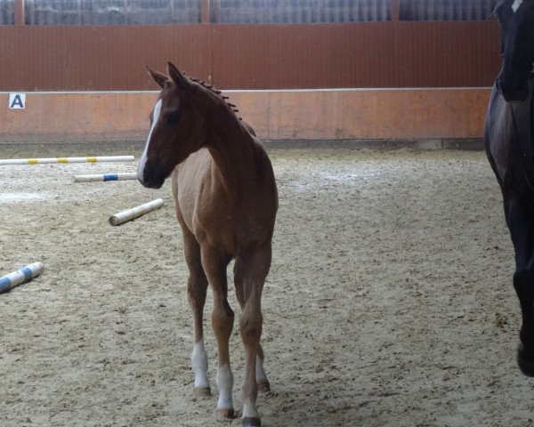 horse Florida H (Westphalian, 2016, from Farbenspiel)