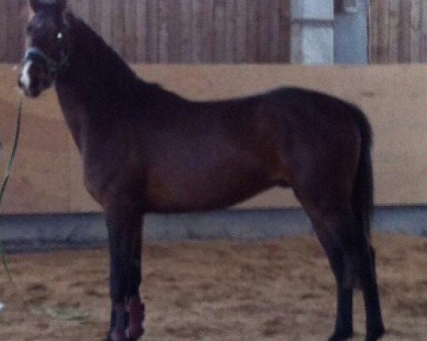 jumper Chicossini (German Warmblood, 2010, from Chico's Boy)
