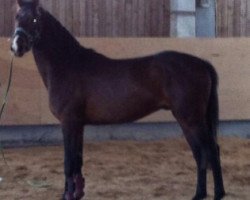 jumper Chicossini (German Warmblood, 2010, from Chico's Boy)