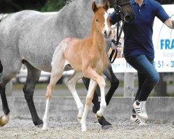 Zuchtstute Nele (Deutsches Reitpony, 2016, von Fs Numero Uno)