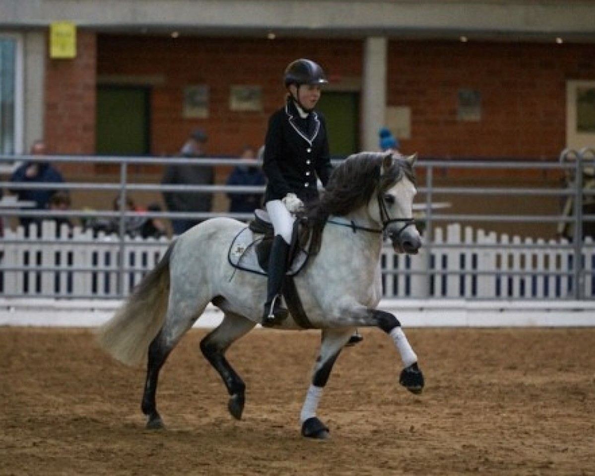 stallion Santiago (Welsh-Pony (Section B), 2002, from Schwalmprinz)