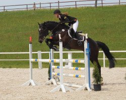 Springpferd Casyana F (Holsteiner, 2011, von Casall Ask)