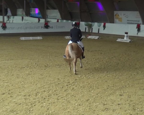 Reitturnier Essen-Stadtwald 2019