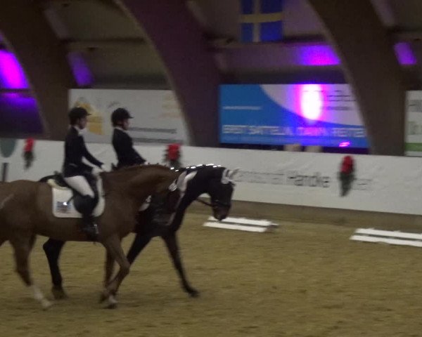 Reitturnier Essen-Stadtwald 2019