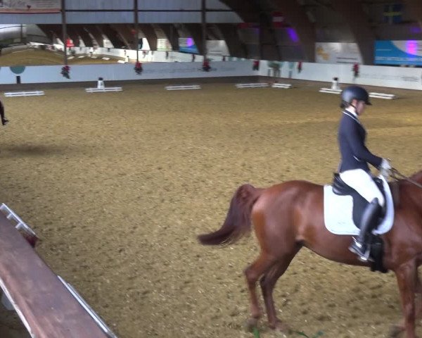 Reitturnier Essen-Stadtwald 2019