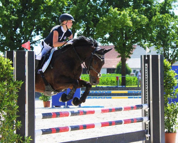 jumper Emira Royal (Hanoverian, 2004, from Escudo II)
