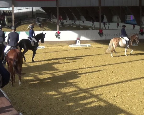 Reitturnier Essen-Stadtwald 2019