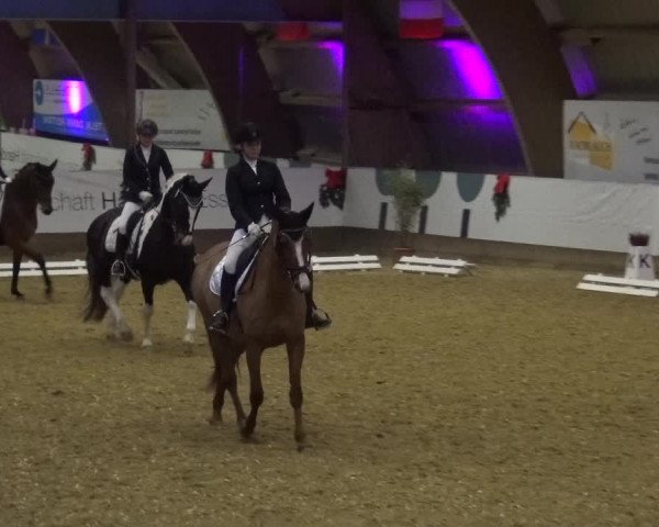 Reitturnier Essen-Stadtwald 2019