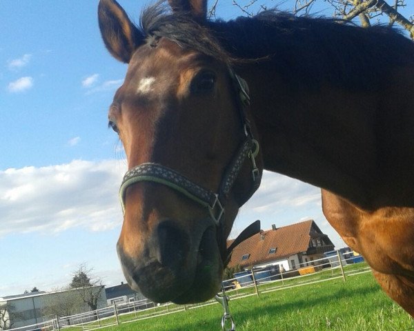 broodmare Estella-Couleurina (Oldenburg, 2004, from Couleur Rubin) broodmare Estella-Couleurina (Oldenburg, 2004, from Couleur Rubin)