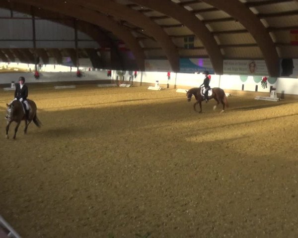 Reitturnier Essen-Stadtwald 2019