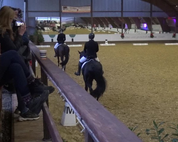 Reitturnier Essen-Stadtwald 2019