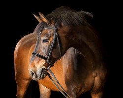 dressage horse Corrado 65 (unknown, 1994)