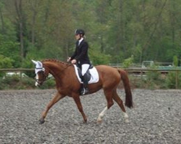 dressage horse Rapunzel 171 (Hanoverian, 2006, from Royal Blend) dressage horse Rapunzel 171 (Hanoverian, 2006, from Royal Blend)