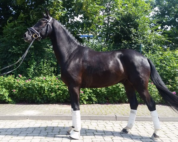 dressage horse Vitalissimo (Oldenburg, 2012, from Vitalis)