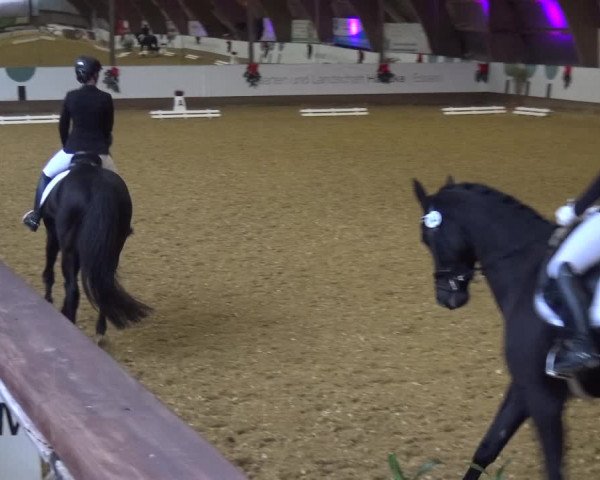 Reitturnier Essen-Stadtwald 2019