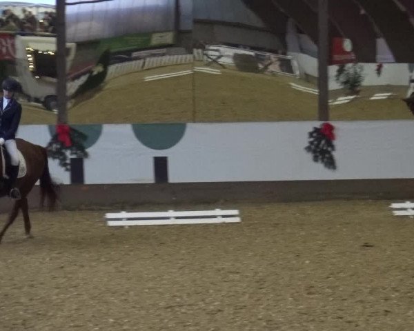 Reitturnier Essen-Stadtwald 2019